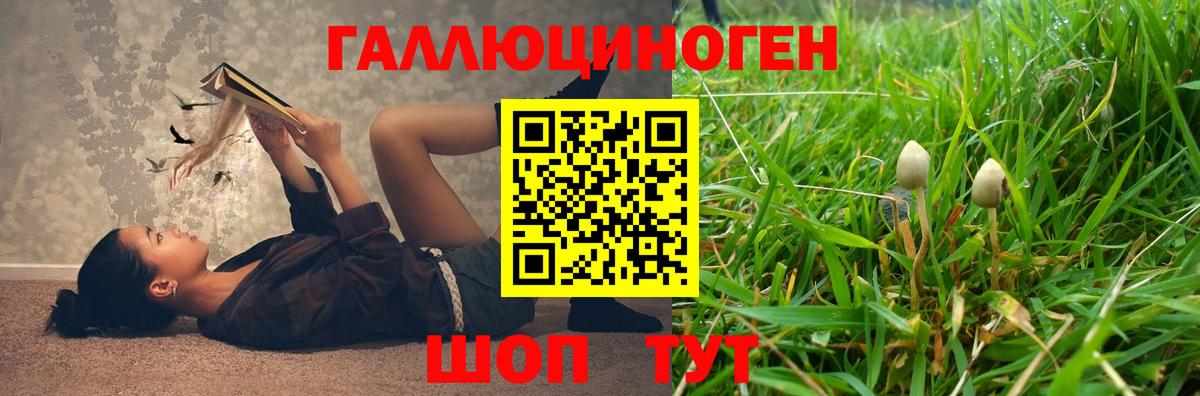 Галлюциногенные грибы Psilocybe Дмитров